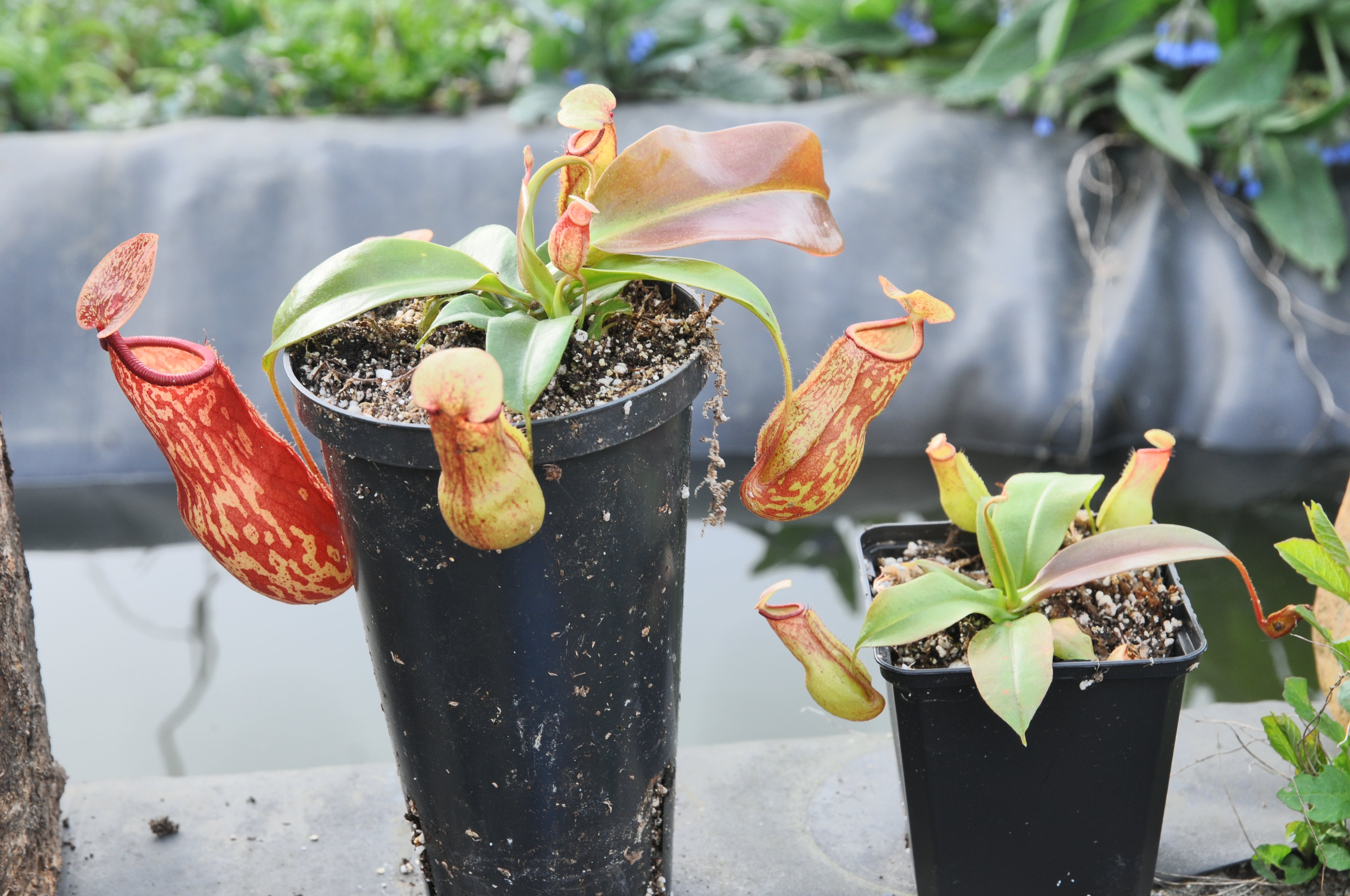 Carniflore Nepenthes Gaya plante carnivore urnes rouge jaune adulte