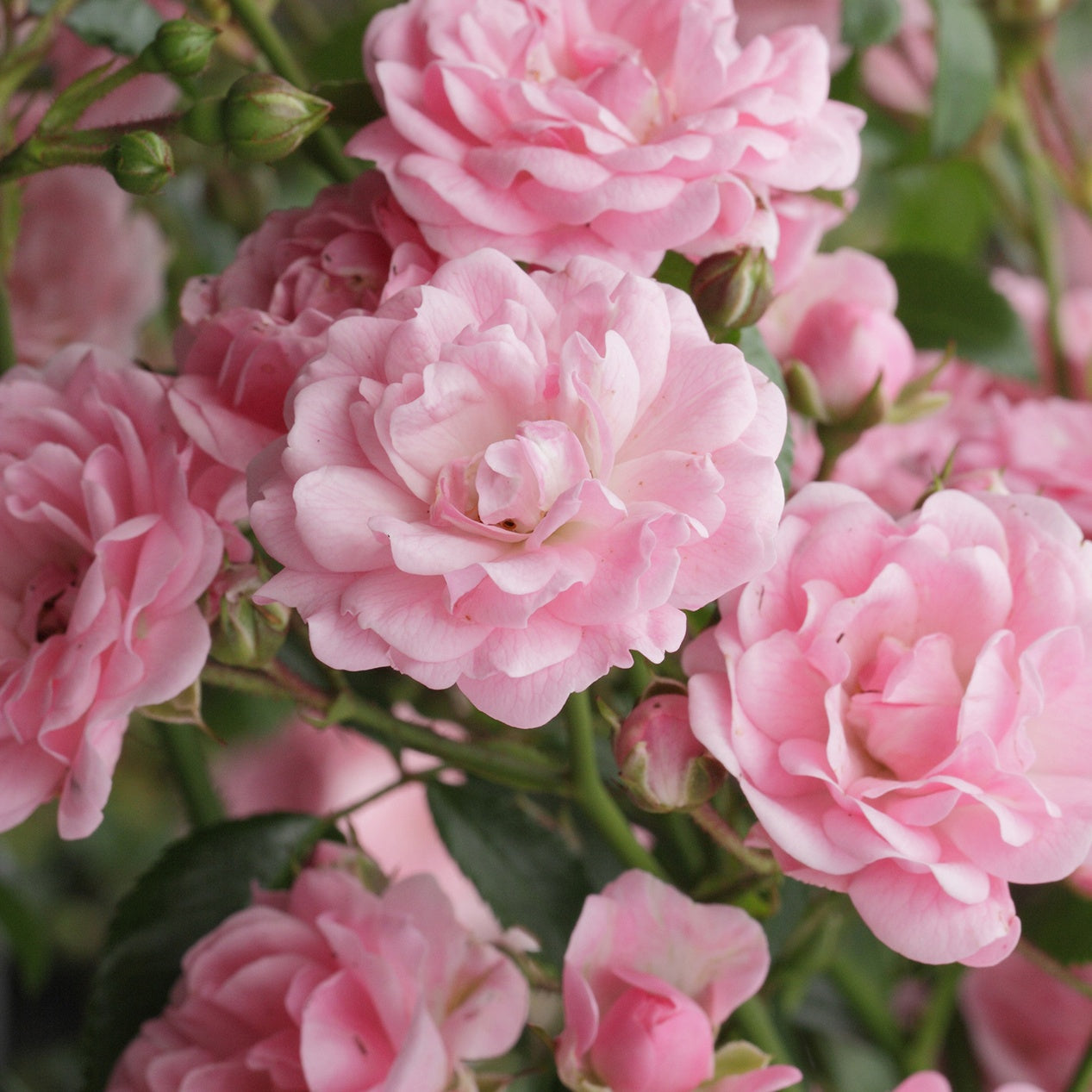 Bakker Rosiers The Fairy rosier à massif pot 3L rose
