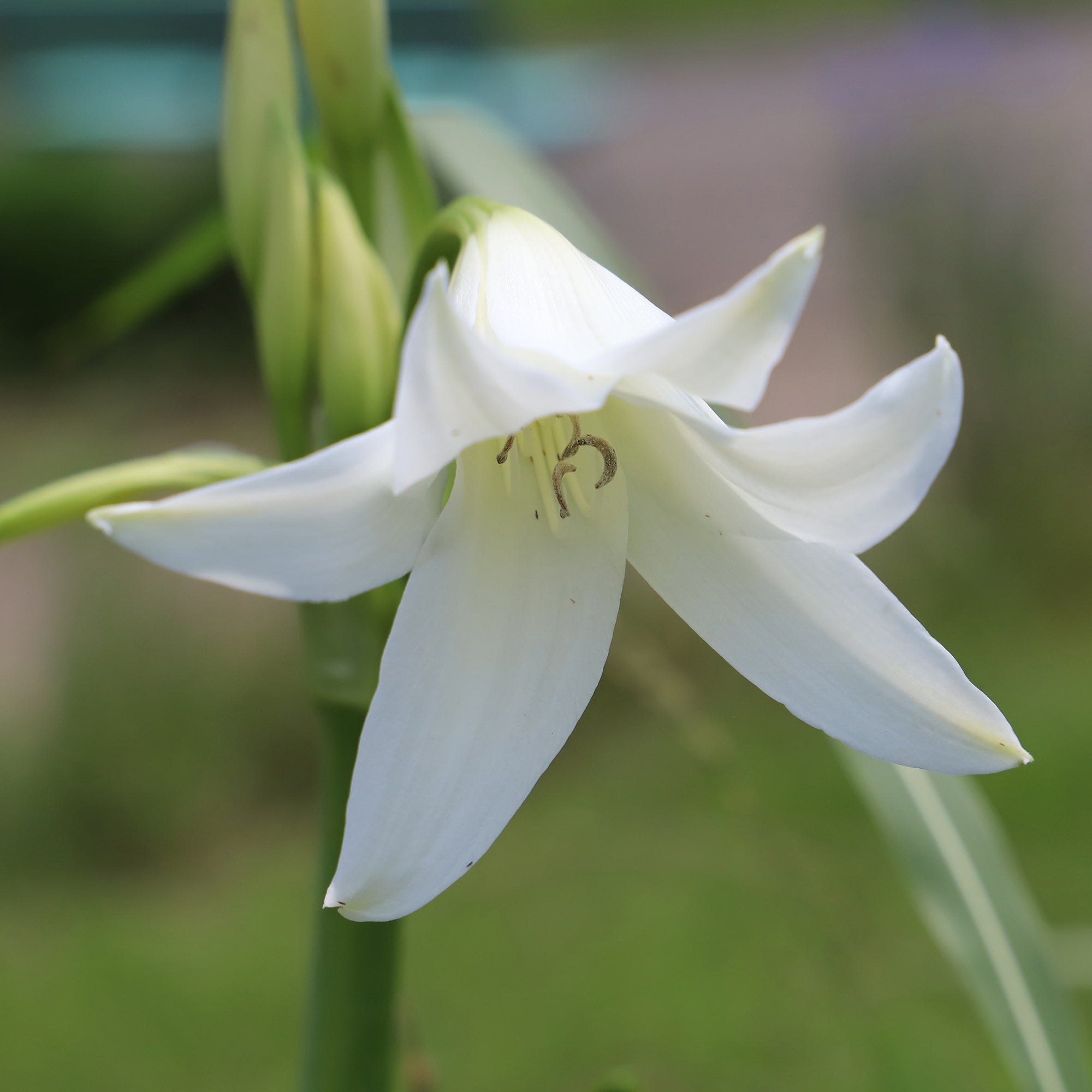 Bakker Crinole blanc bulbe 24cm fleur blanche parfumée