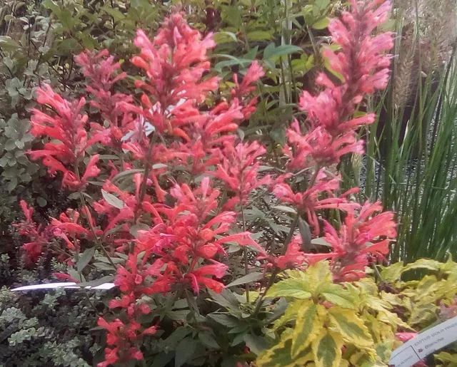 Pépinières Ripoche Agastache Kudos Coral plante vivace corail