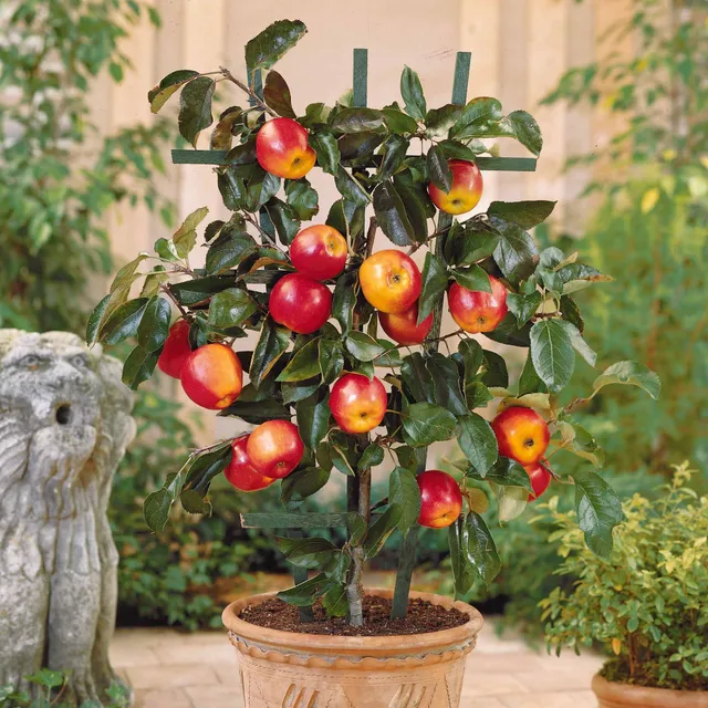 Bakker Mini-pommier Gala pommier nain pot 9cm sucré