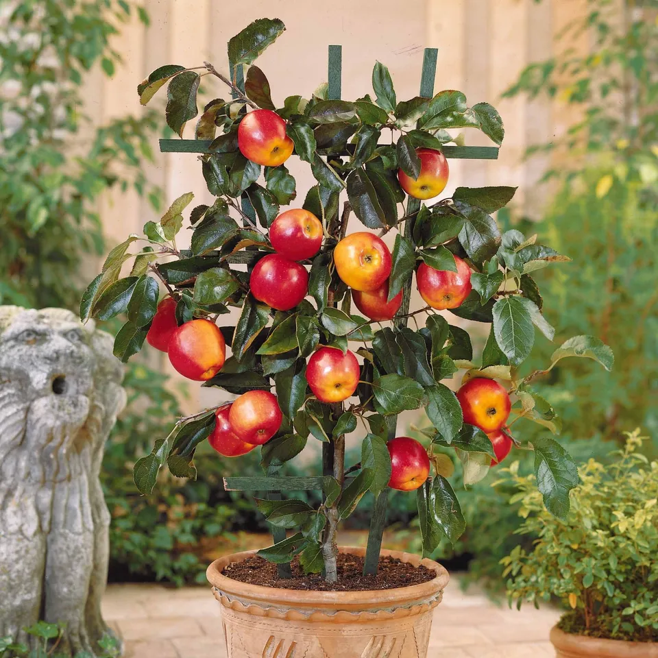 Bakker Mini-pommier Gala pommier nain pot 9cm sucré