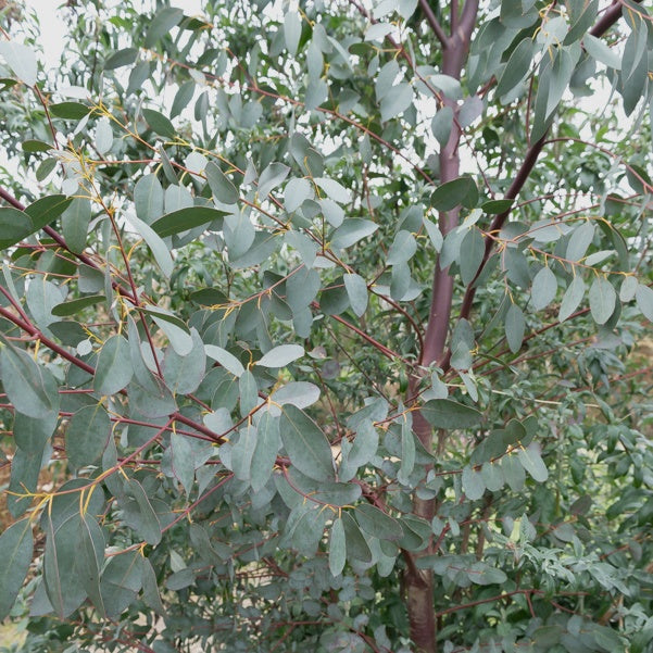 Bakker Eucalyptus parviflora arbre pot 9cm persistant argenté
