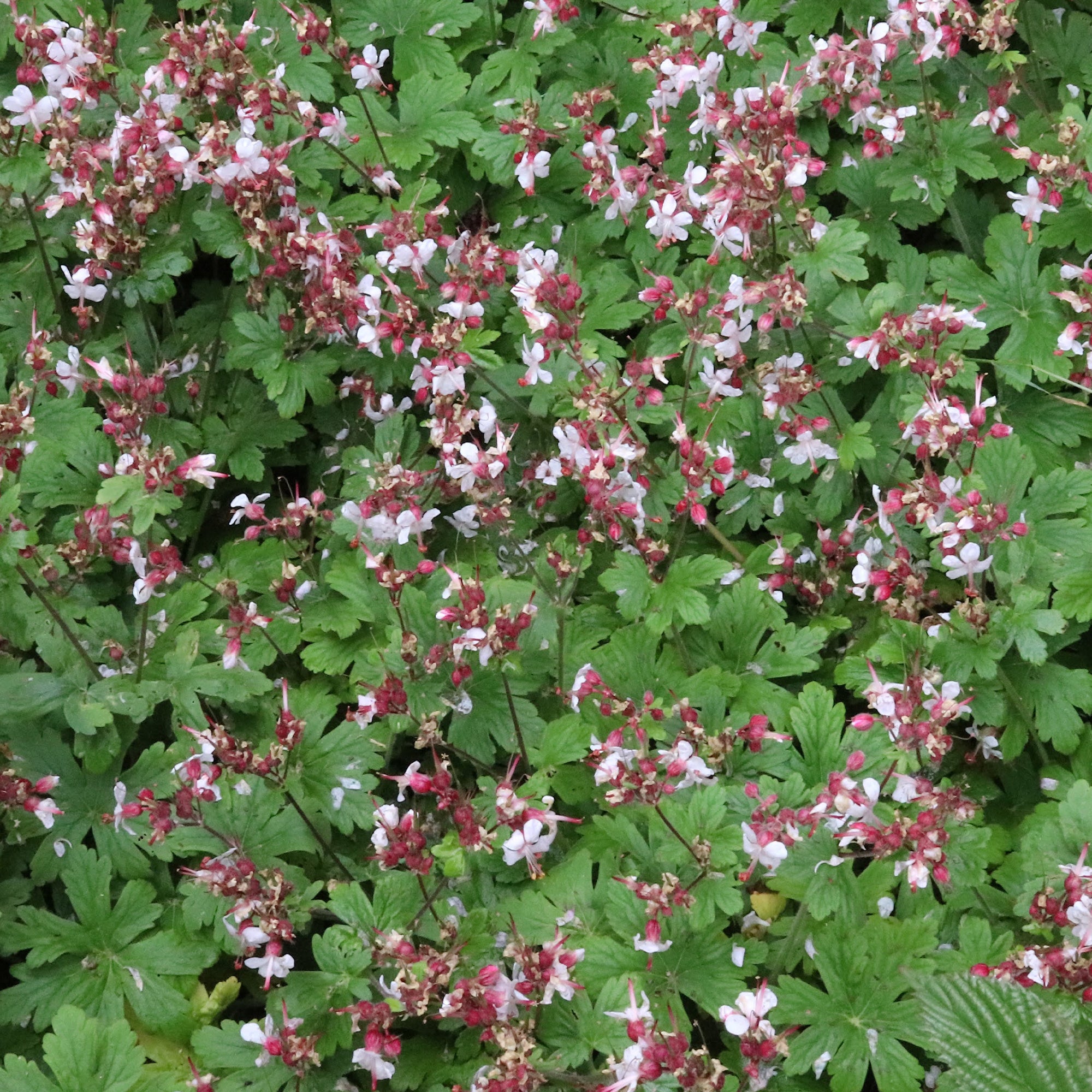 Bakker Spessart géranium vivace 3 racines nues couvre-sol