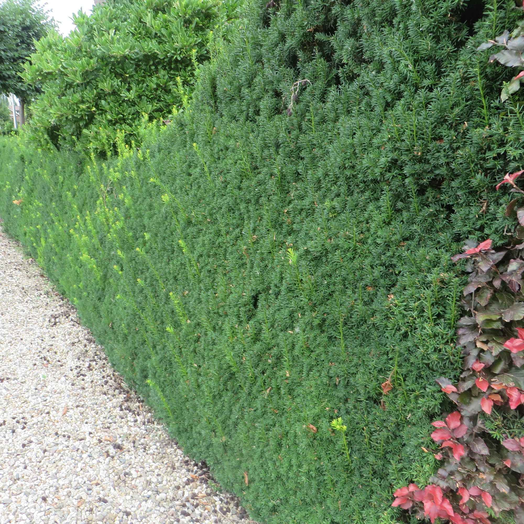 Bakker If Hicksii conifère 5 pots 9cm 20-30cm ombre