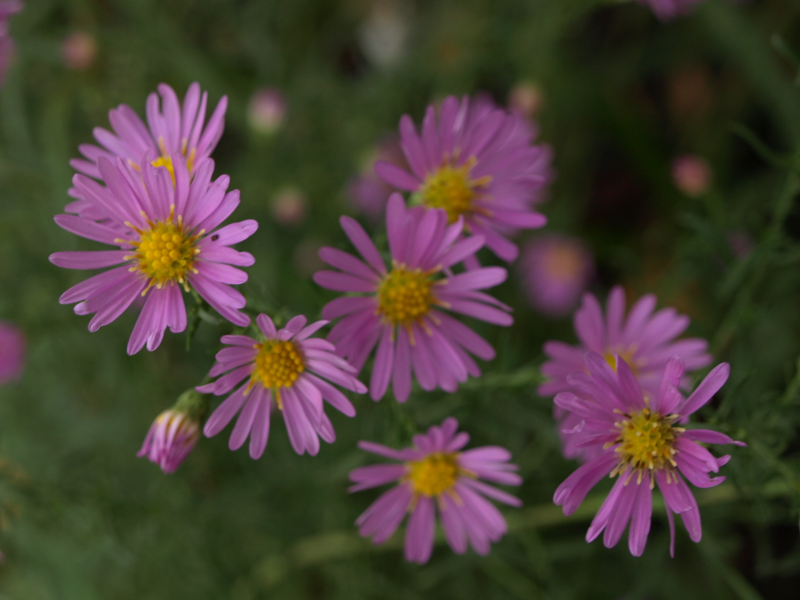 Passion Vivaces Aster Deep Danziger plante vivace godet rose foncé