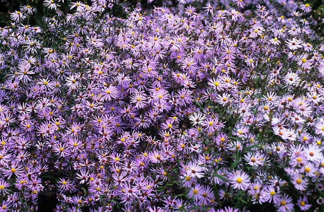 Passion Vivaces ASTER turbinellus plante vivace godet bleu mauve