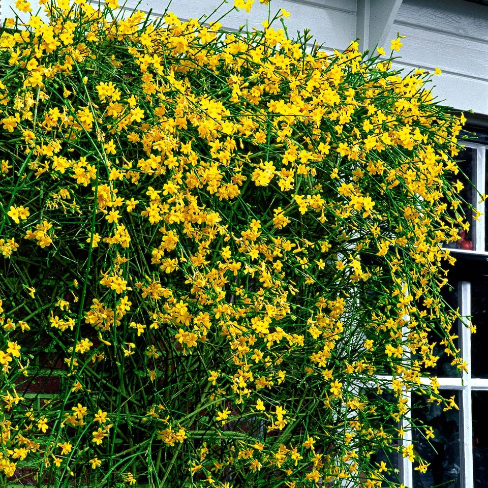 Bakker Jasmin hiver nudiflorum pot 2L 30-40cm