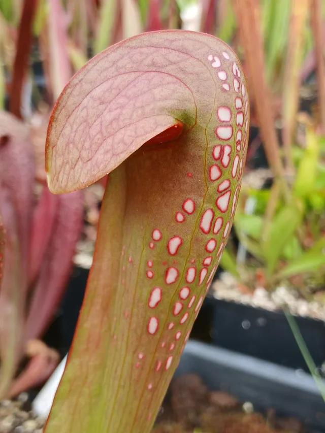 Carniflore Sarracenia minor plante carnivore chapeau casque