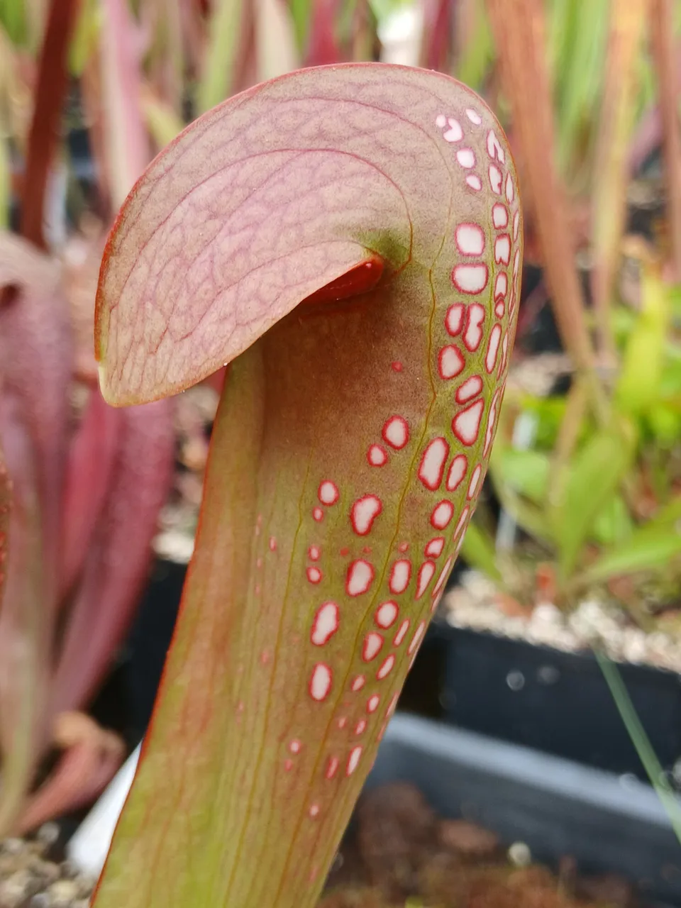 Carniflore Sarracenia minor plante carnivore chapeau casque