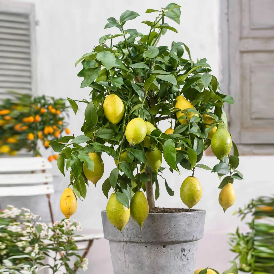 Bakker Citronnier 4 saisons fruitier pot 12cm 20-25cm