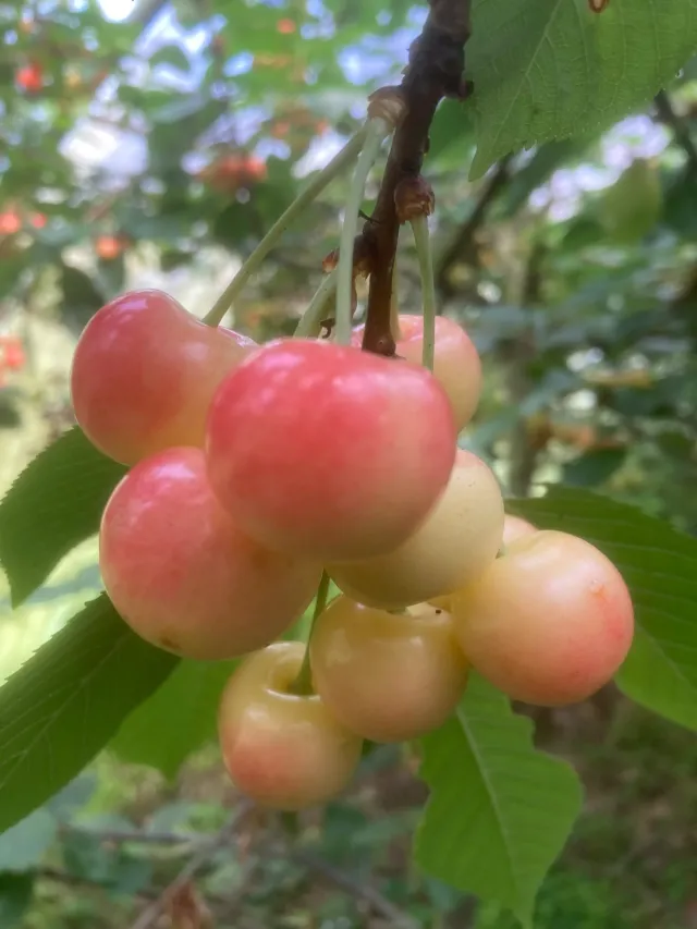 Michel Adam Napoléon cerisier ancienne cerise jaune rosé juin