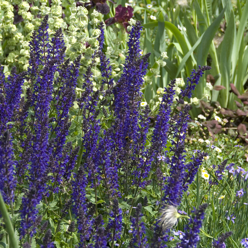 Bakker Sauge Viola Klose vivace pot 9cm violet