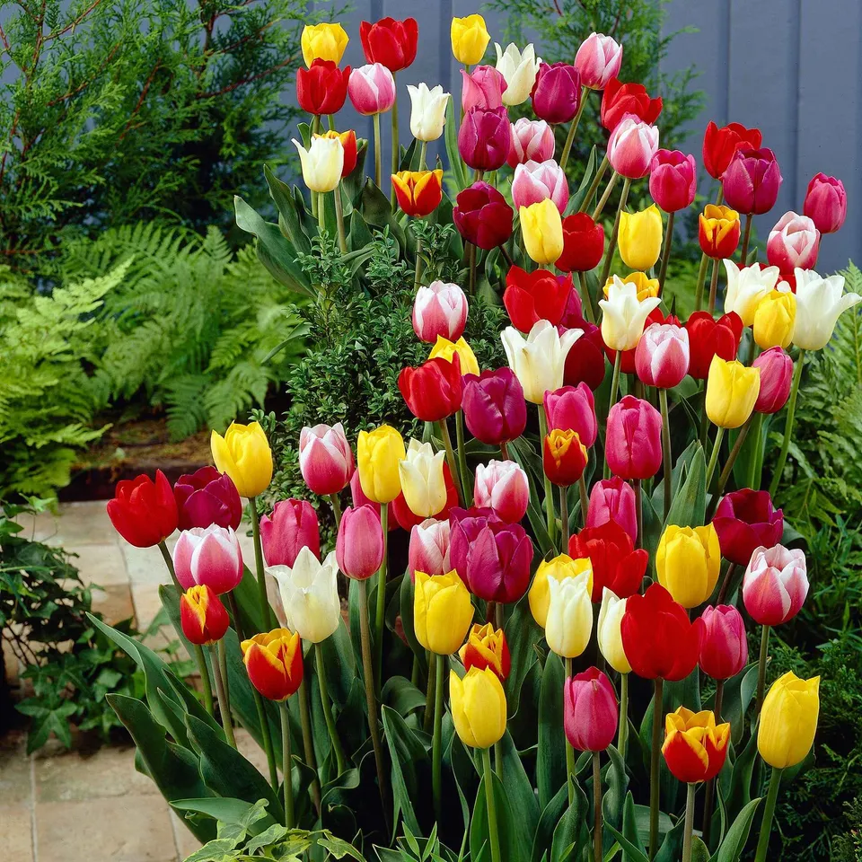 Bakker 60 Days of Tulips bulbes fleurs sachet 30 mélange couleurs