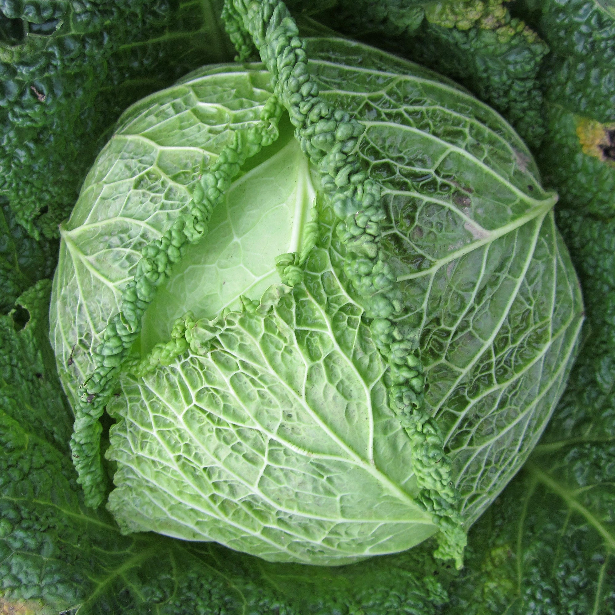 Bakker Chou de Milan Manon F1 plant 6 mottes 7cm potager