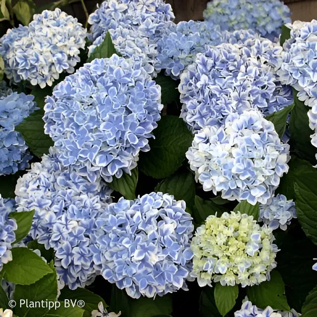 Bakker Hortensia Peppermint bicolore pot 1,3 L