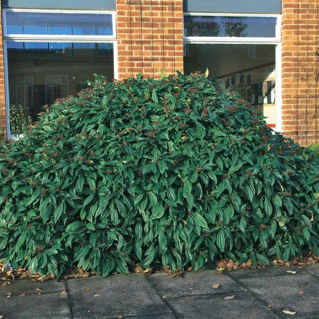 Bakker Davidii viorne arbuste pot 2L baies bleues