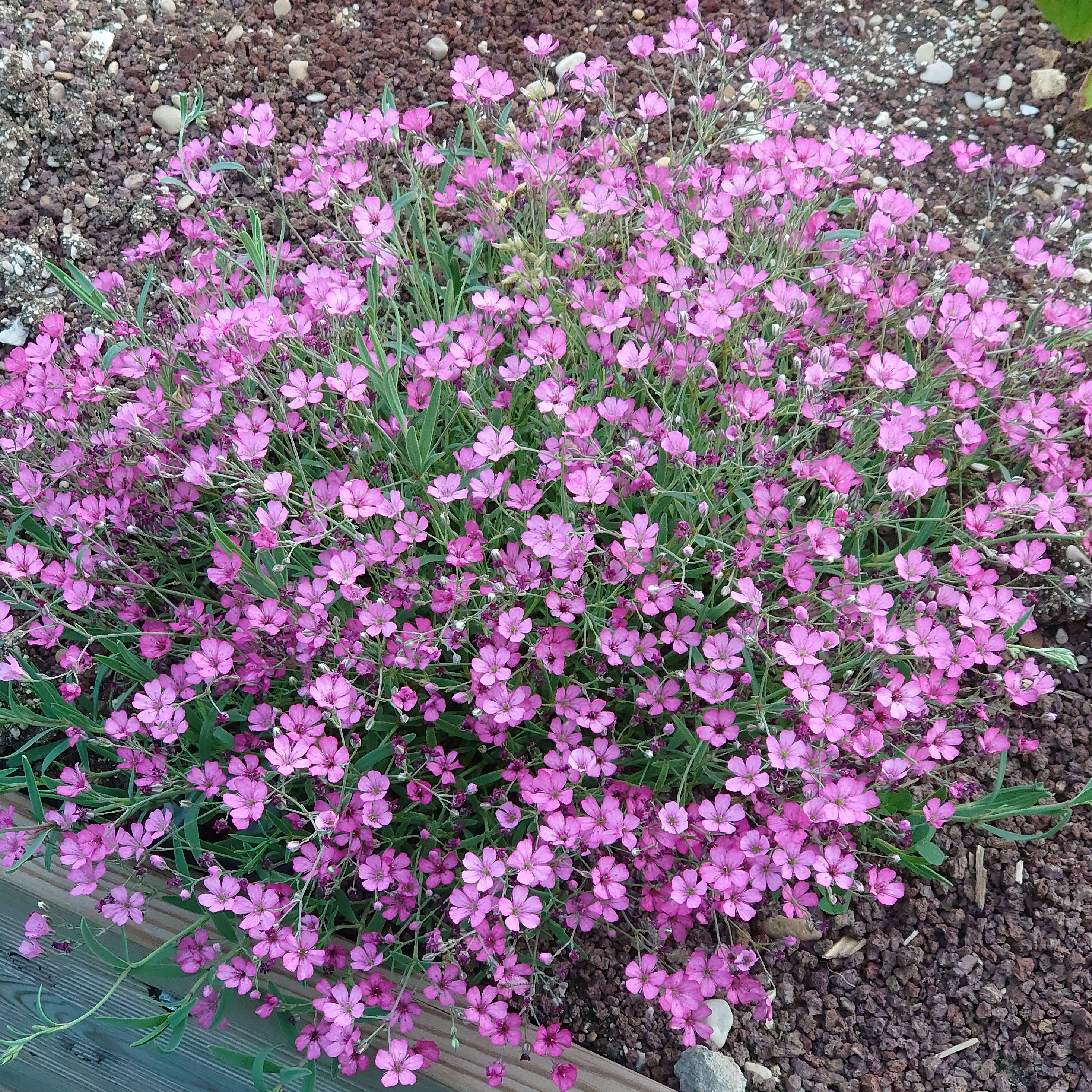 Gypsophila repens Rosa Schönheit vivace pot 1L fleurs rose foncé