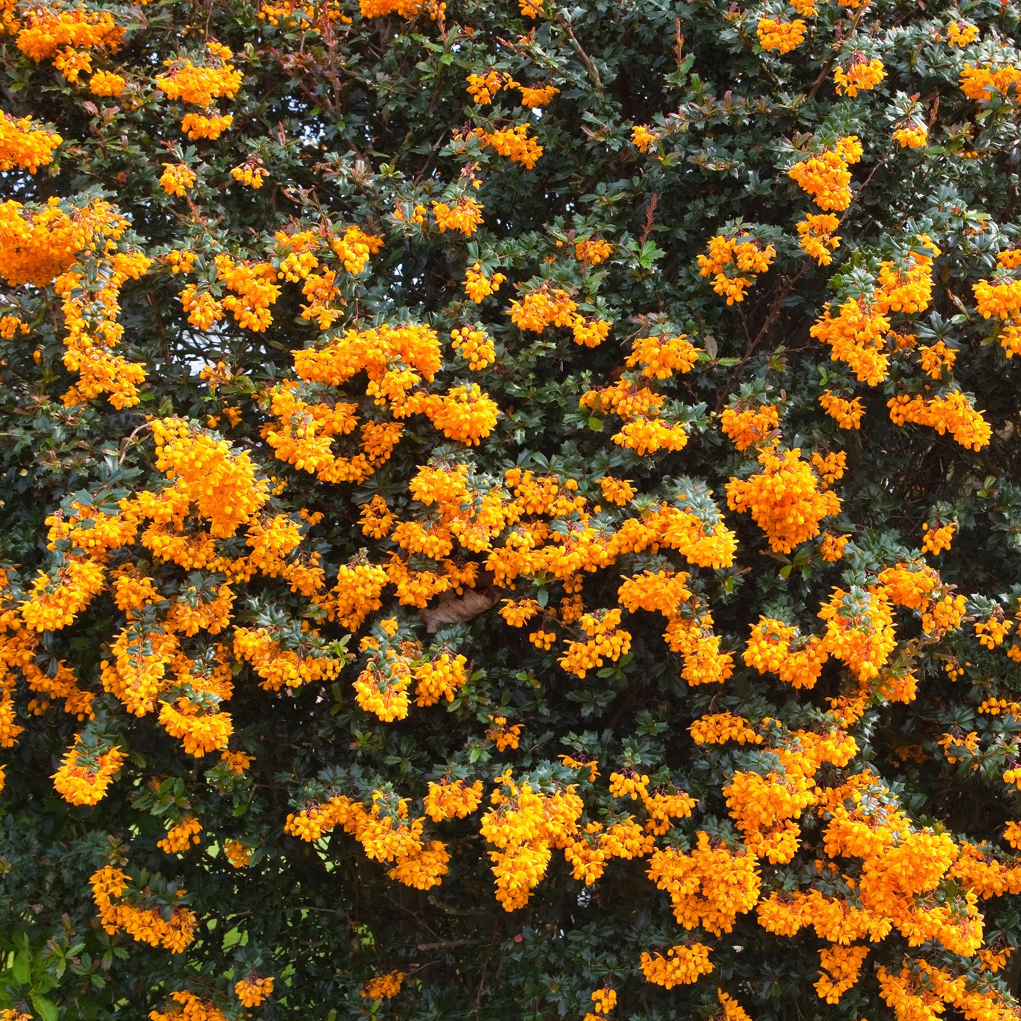 Bakker Épine-vinette Darwin Berberis arbuste pot 9cm