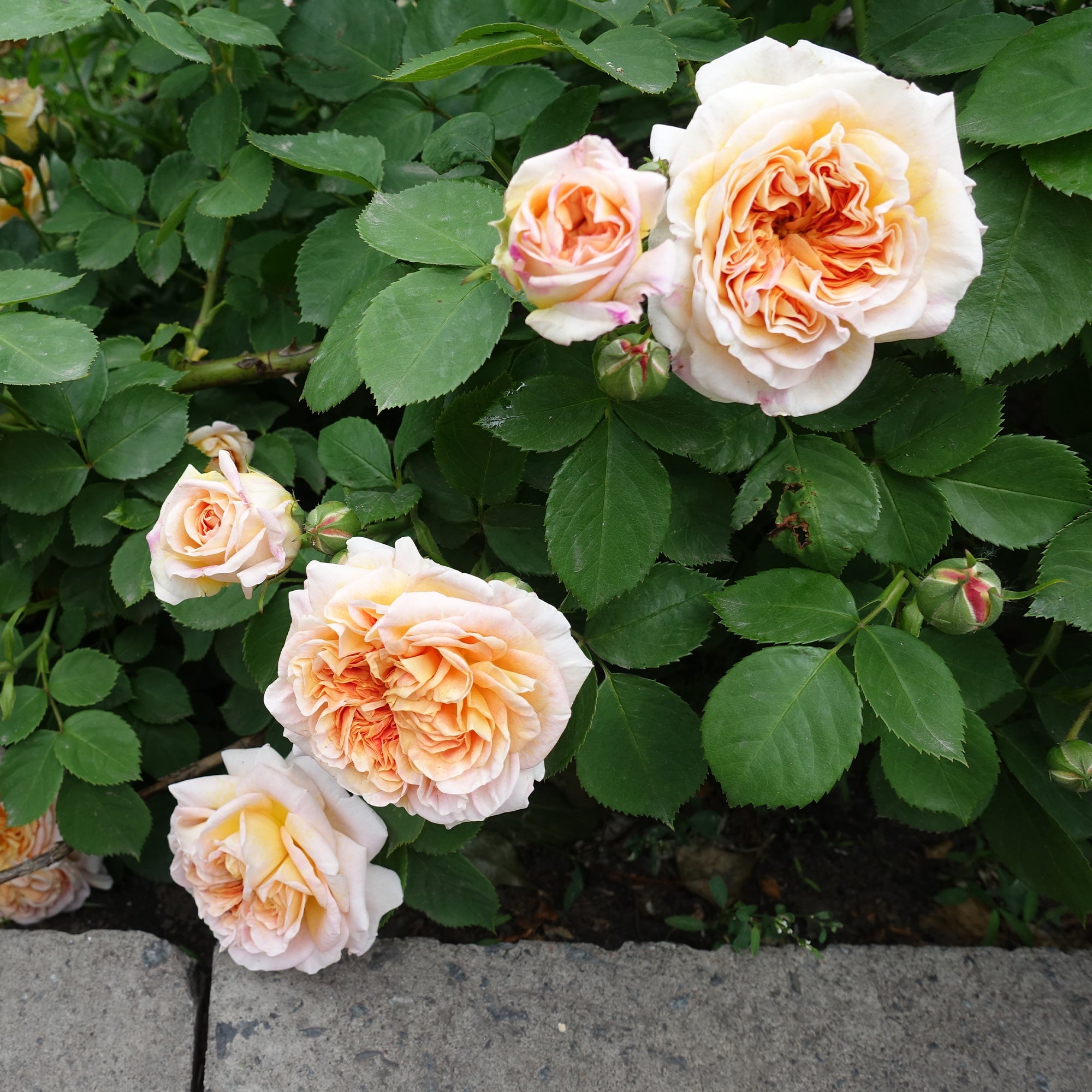 Bakker Rosier Bathsheba Auschimbley grimpant pot 4L abricot