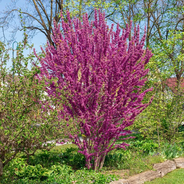 Bakker Arbustes Gainier de Chine arbre pot 3L 30-40cm rose