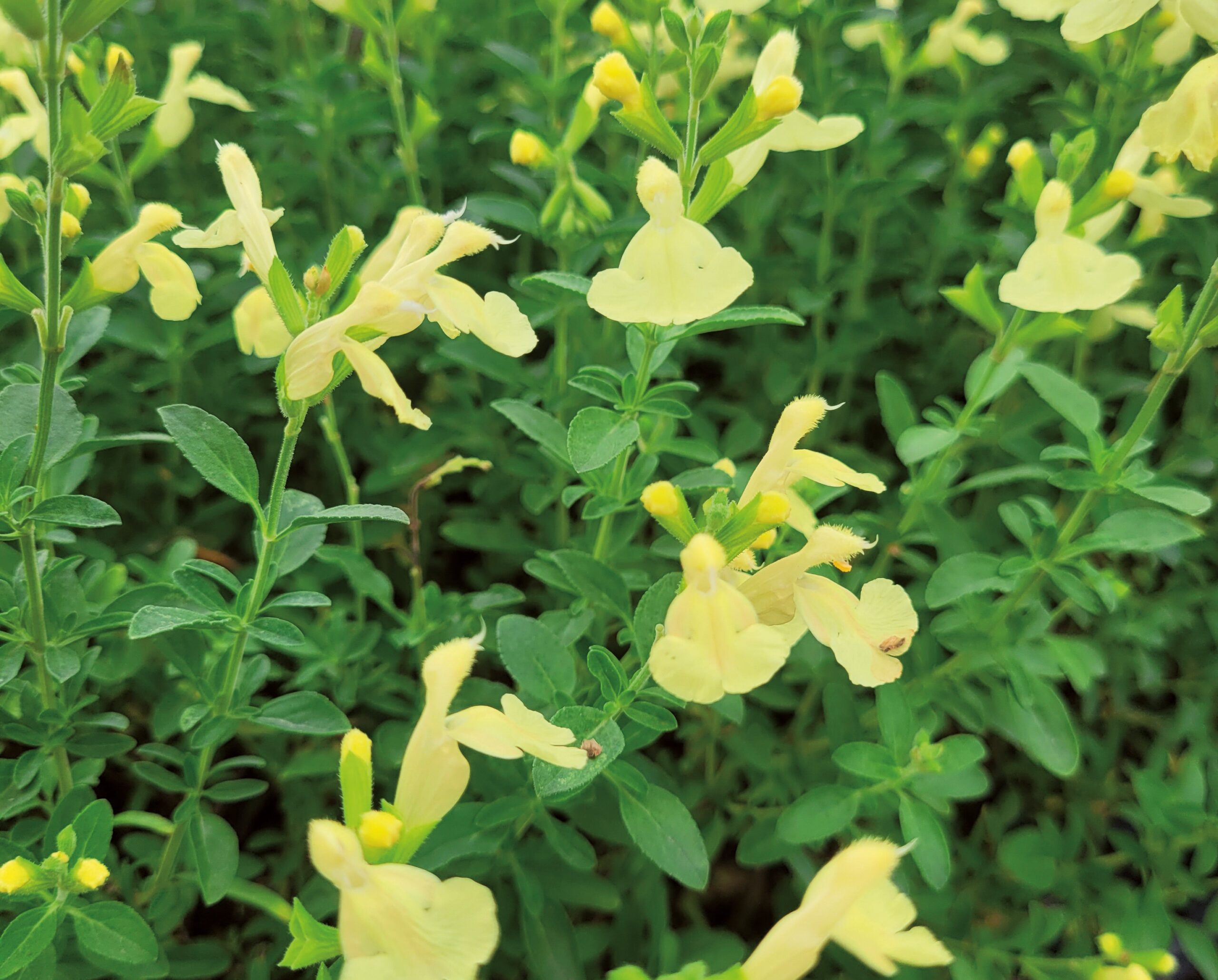 Pépinières Ripoche Salvia Suncrest Lemon Light vivace jaune