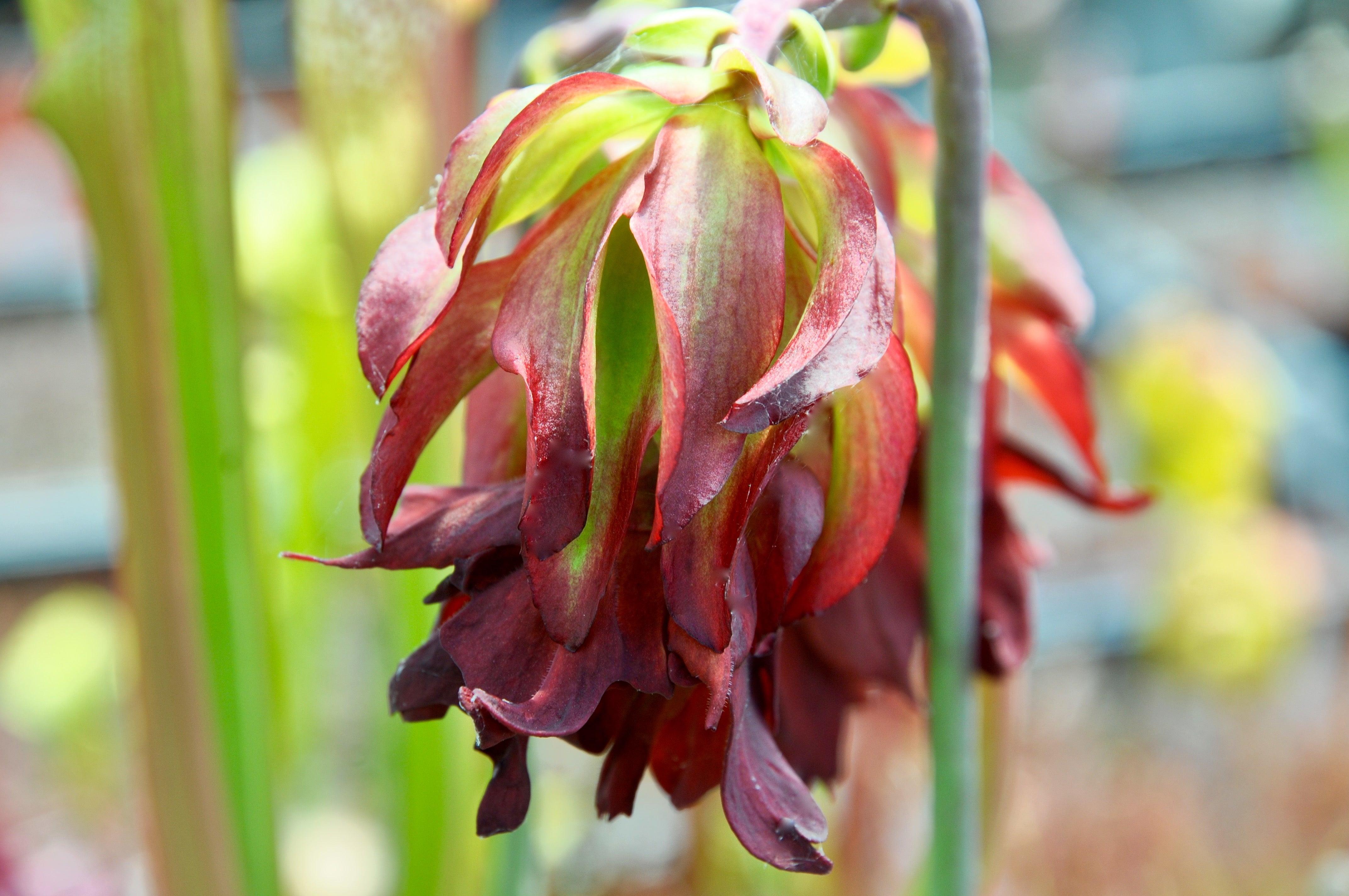 Carniflore Sarracenia leucophylla Tarnok pot 11cm