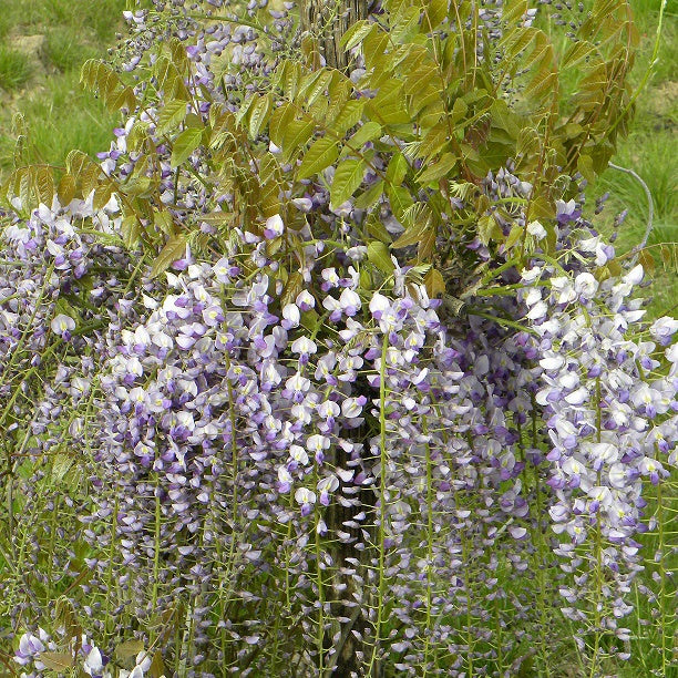 Bakker Glycine de Chine Caroline grimpante pot 2L violette