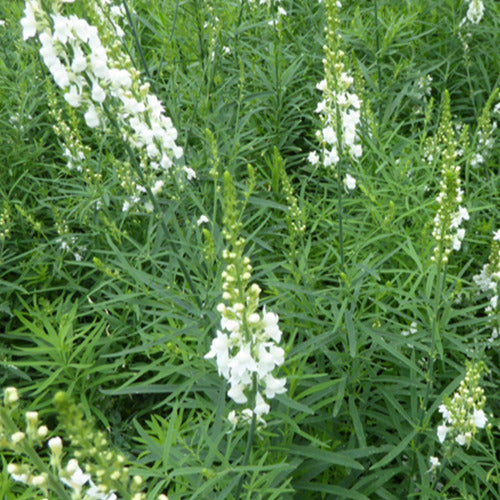 Bakker Linaire Springside White vivace pot 9cm fleurs blanches