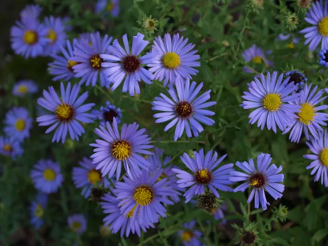 Passion Vivaces Aster October Skies plante godet fleurs bleues