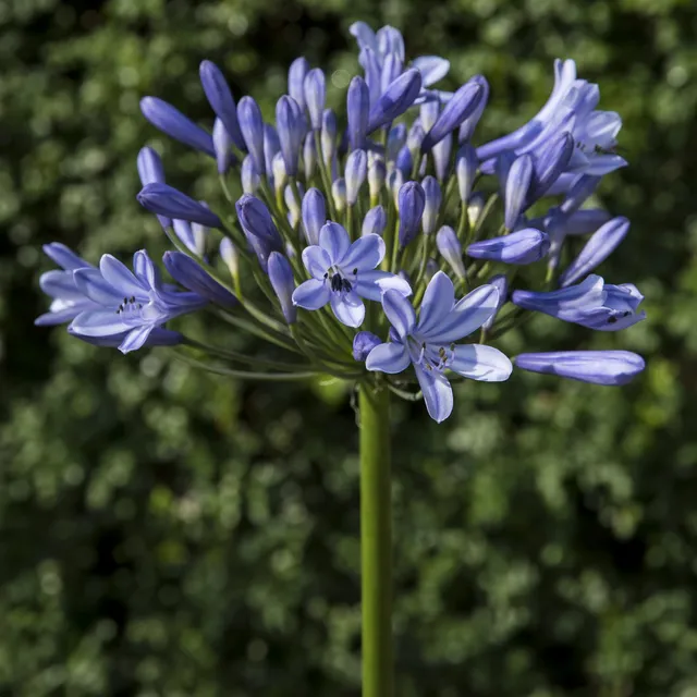 Bakker Plantes vivaces Agapanthe Doctor Brouwer pot 9cm bleue