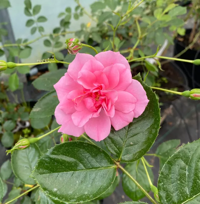Michel Adam Porcelaine de Bayeux rosier grimpant rose tendre