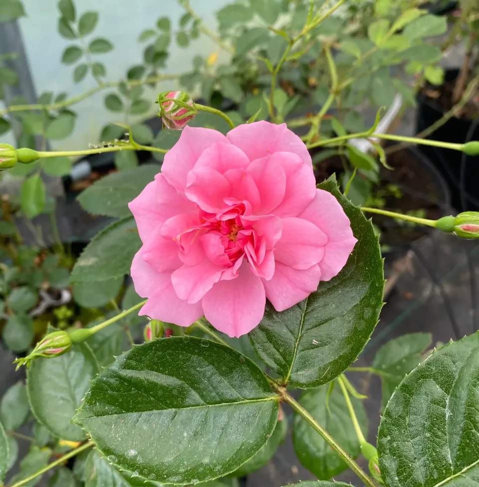 Michel Adam Porcelaine de Bayeux rosier grimpant rose tendre