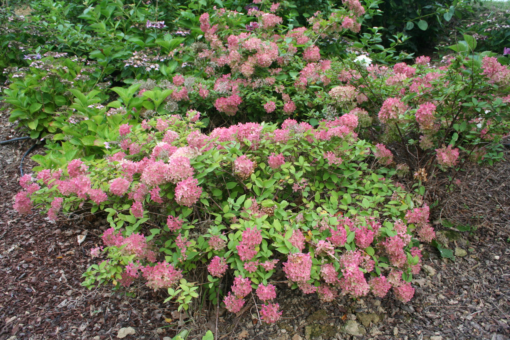 Les Hortensias du Haut Bois Harry's Souvenir Hydrangea paniculata panicule