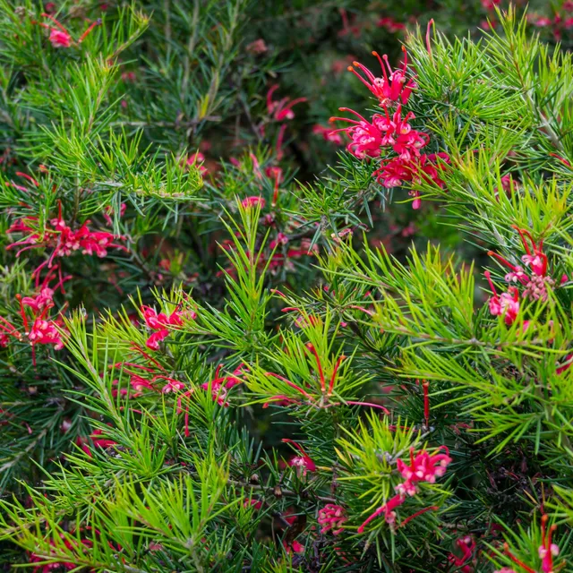 Bakker Grevillea juniperina arbuste fleurs rouges pot 1.3L