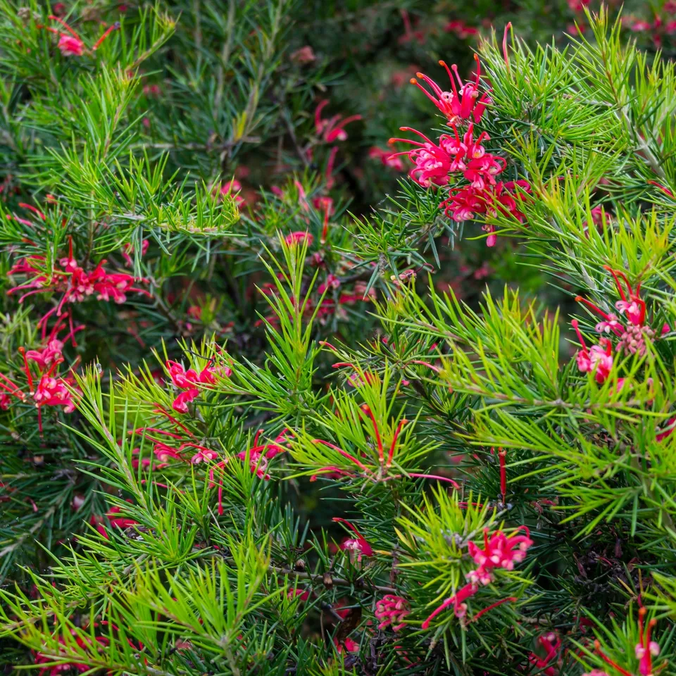 Bakker Grevillea juniperina arbuste fleurs rouges pot 1.3L
