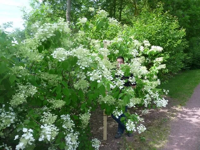 Les Hortensias du Haut Bois White Moth hortensia paniculé blanc