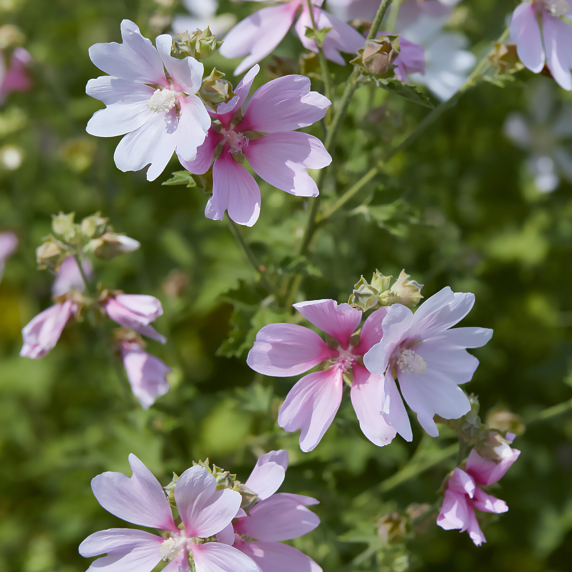 Bakker Barnsley Baby lavatère pot Ø 9cm fleurs blanches