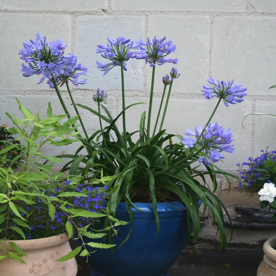 Bakker Pitchoune Bleu agapanthe naine pot 9cm floraison bleue