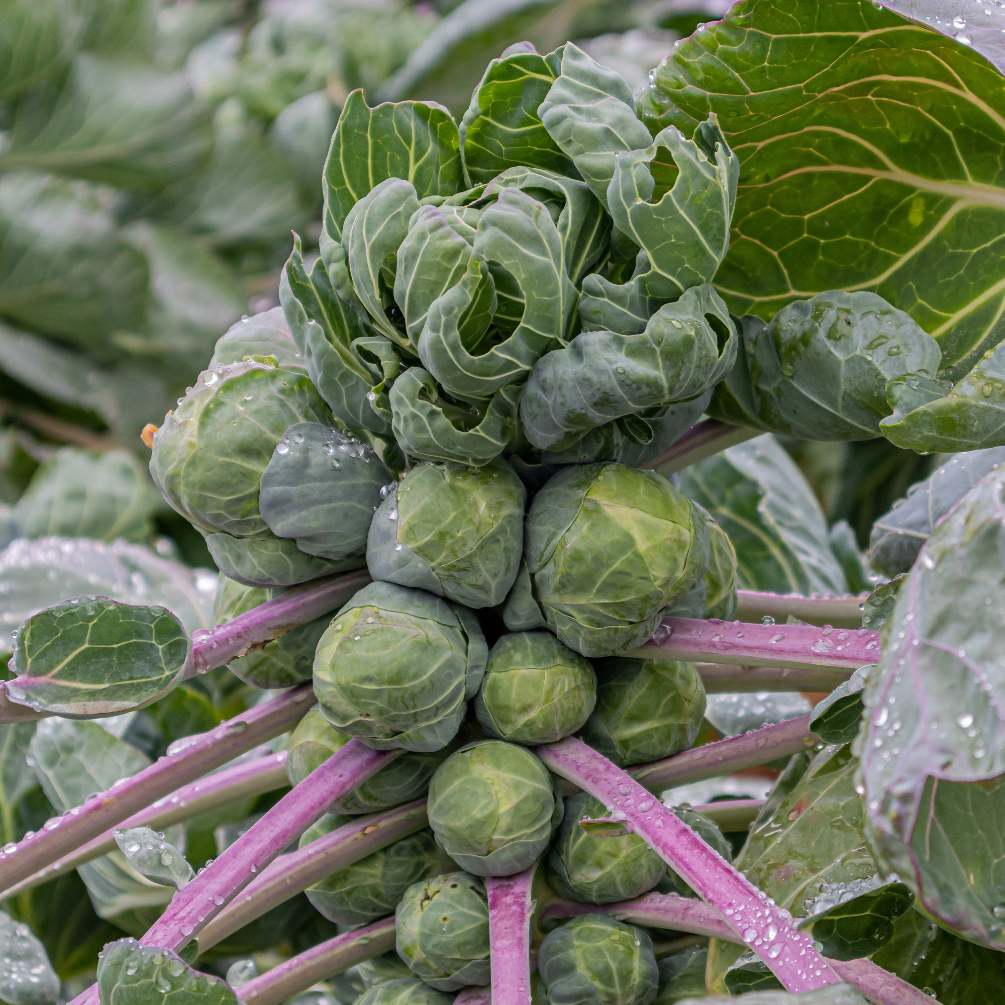 Bakker Potager Chou de Bruxelles Roodnerf graines sachet 1g rouge
