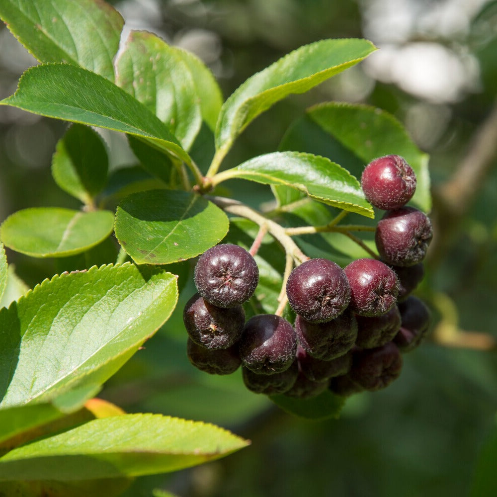 Bakker Aronia fruits noirs arbuste pot 3L 50-60cm