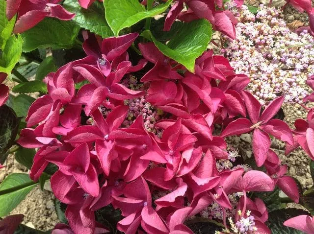 Les Hortensias du Haut Bois Hydrangea macrophylla Rotschwanz hortensia fleurs plates