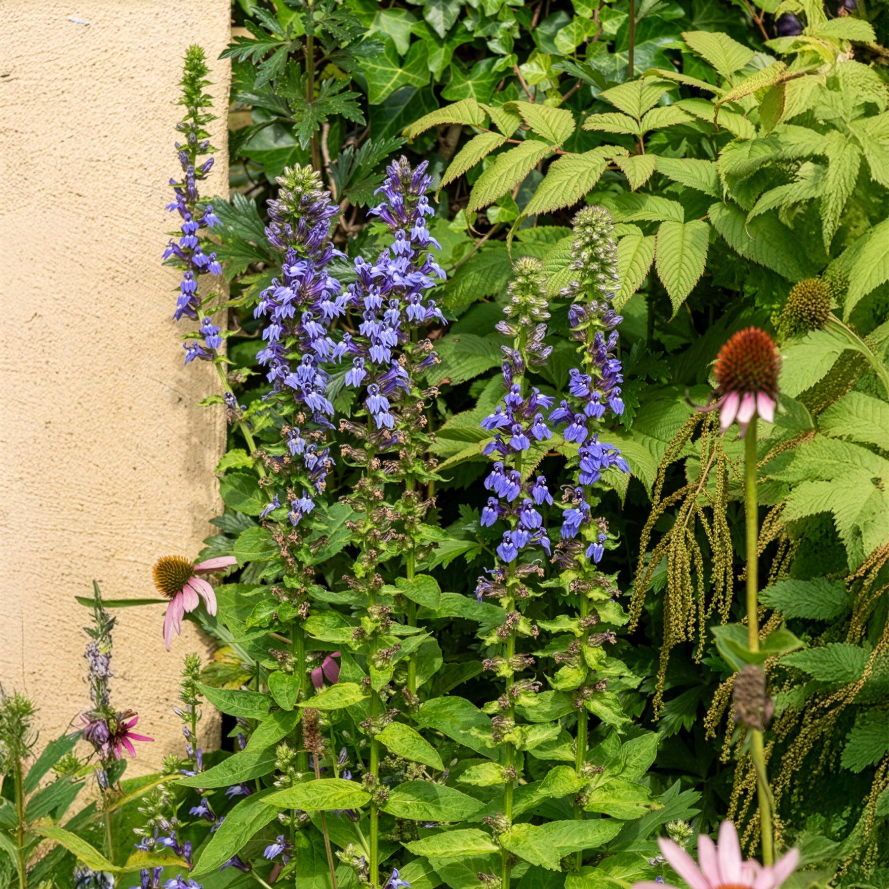 Bakker Grande Lobelia vivace pot 9cm violet humide