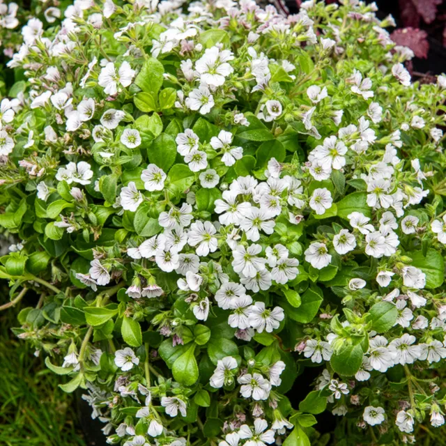 Bakker Gypsophile en coussin vivace pot 9cm fleur blanche