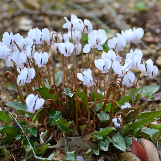 Bakker Bulbes Cyclamen Naples blanc sachet 3 bulbes ombre