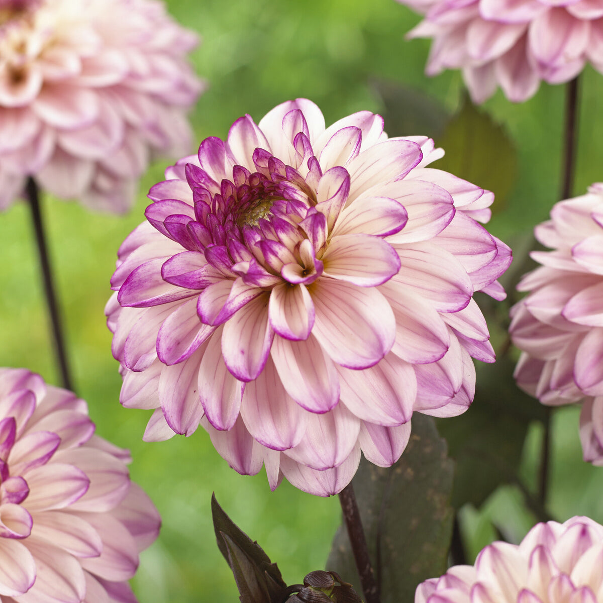 Bakker Dahlia Flashback décoratif rose sachet 3 bulbes 1 m