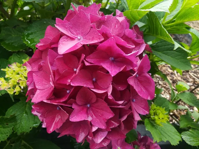 Hydrangea macrophylla Eugen Hahn hortensia rondes rouge godet