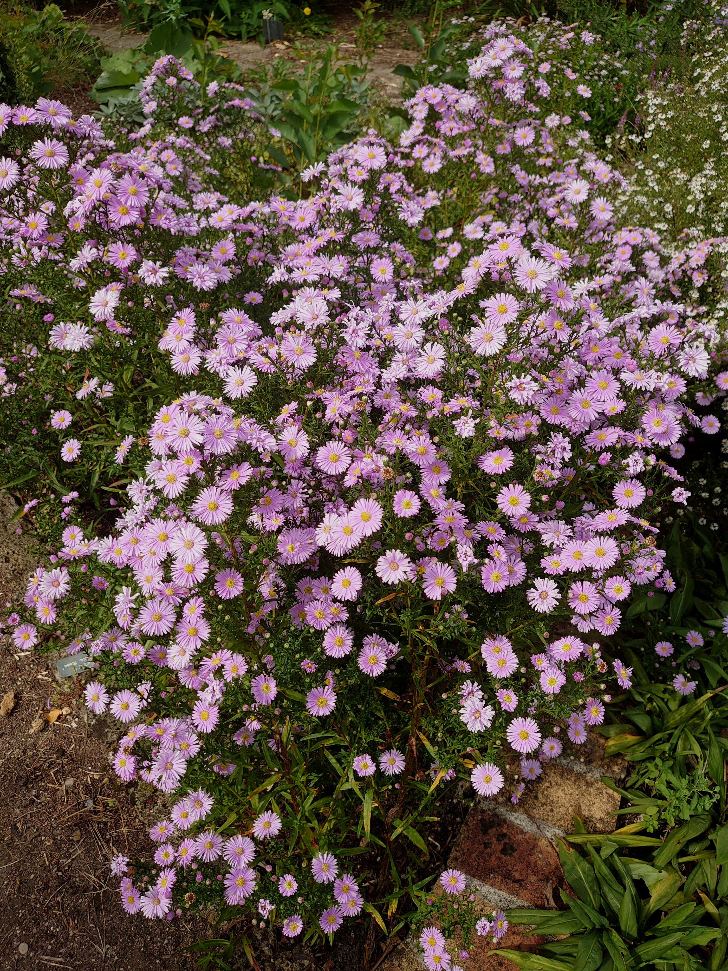 Passion Vivaces Aster Joli Rose aster rose pot 1 litre