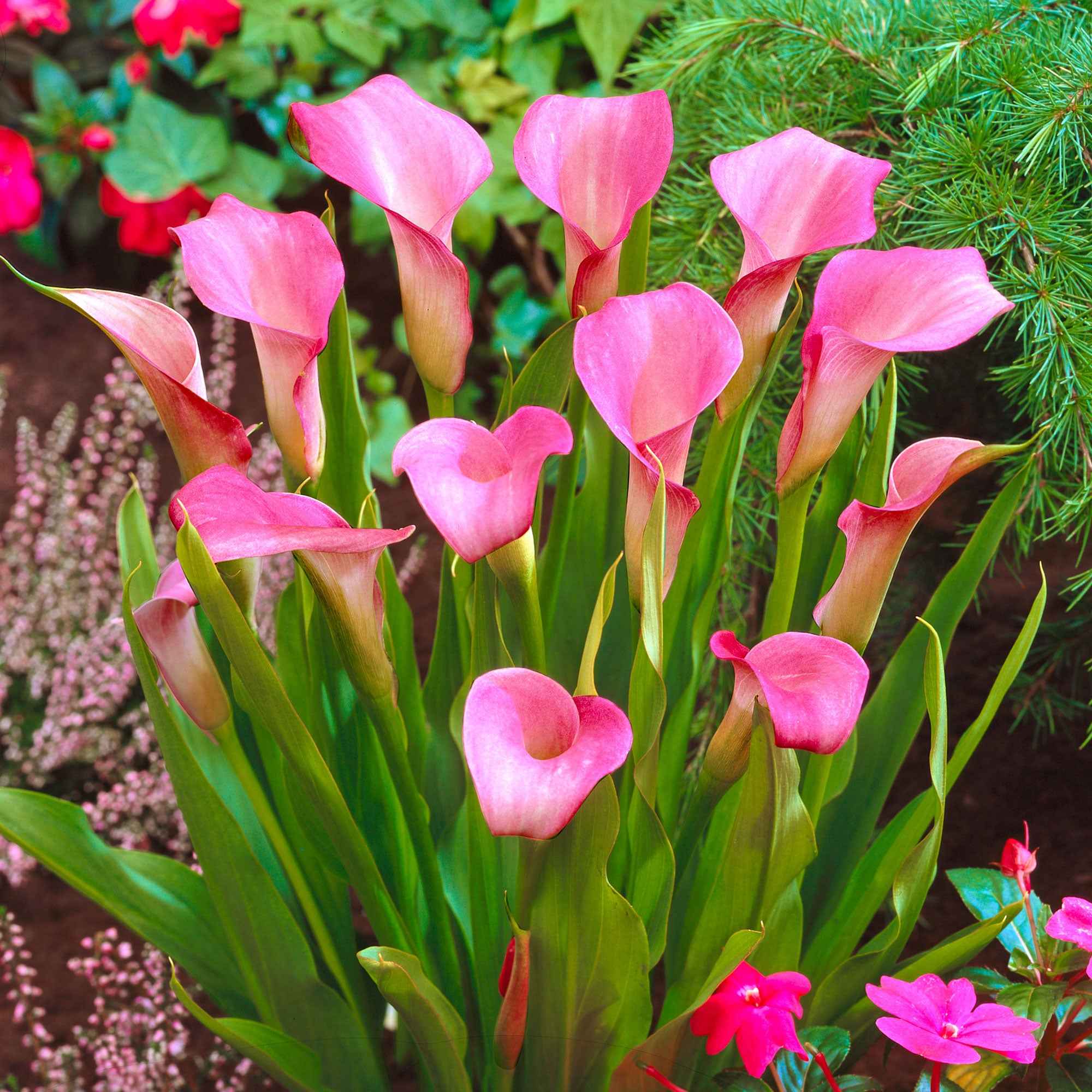 Bakker Bulbes à fleurs Arum rose sachet 2 bulbes 14-18cm
