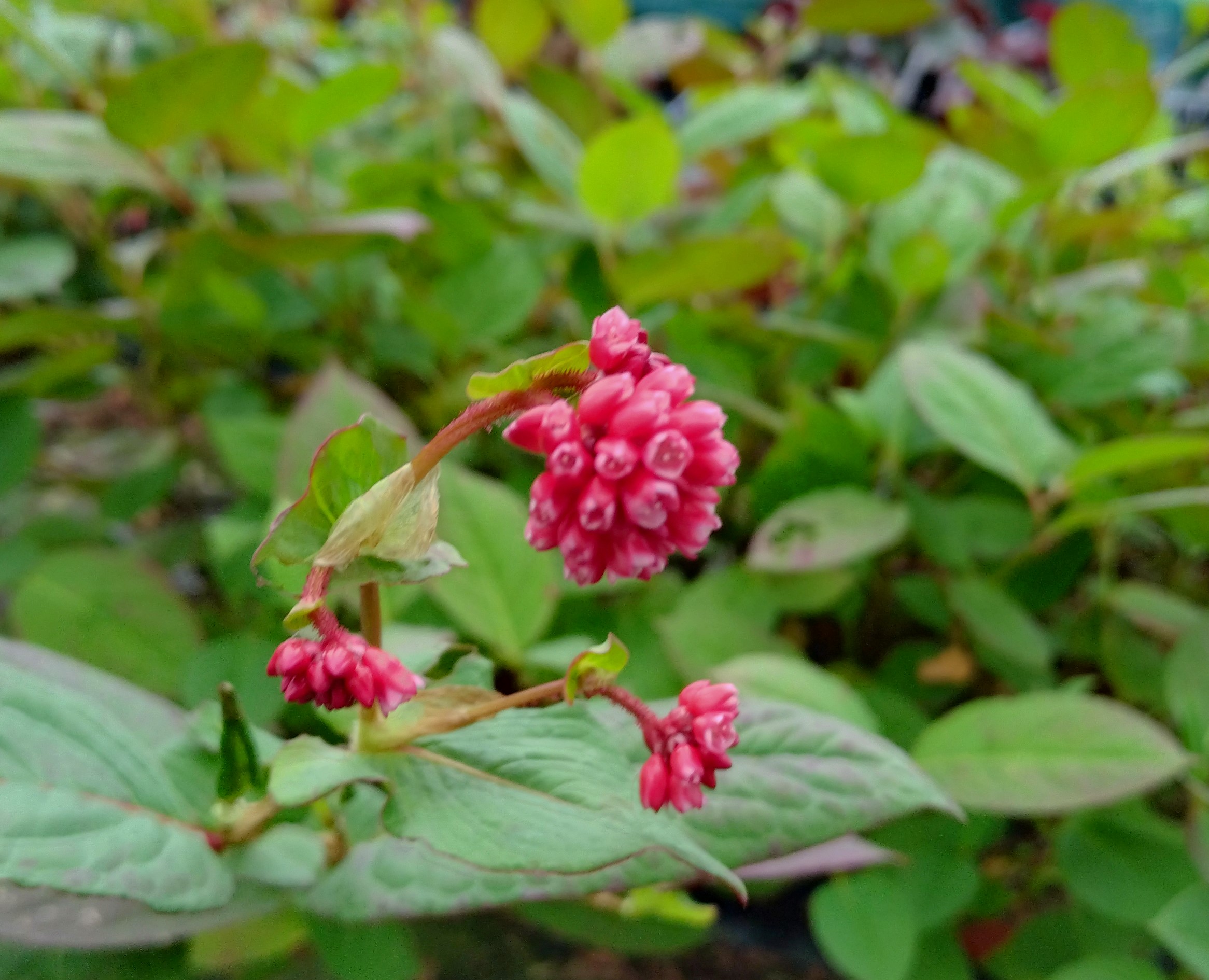 Passion Vivaces PERSICARIA Indian Summer plante rouge corail